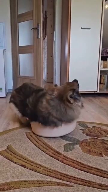 как поместится #shorts