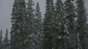 В изоляции 9 сезон 10 серия «Зимние объятия» (документальный сериал, 2022)