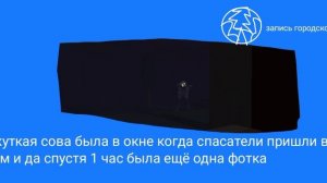 олень и сова убивают людей аналоговый хоррор