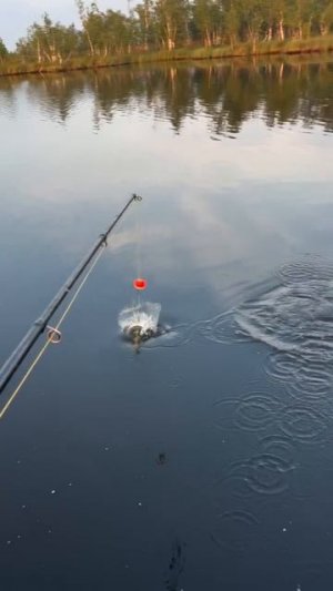 Окунь клюет 👍🎣