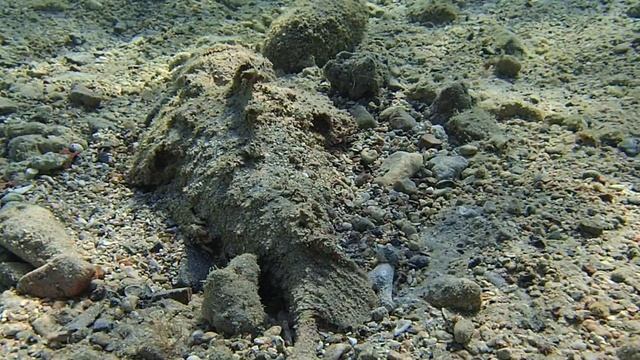 рыба-камень Бородавчатка stonefish Synanceia verrucosa PC060088