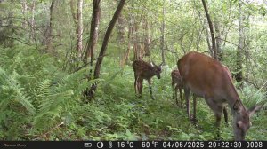 Кадры с фотоловушки на кормушке. Интересные кадры с фотоловушки на тропе.