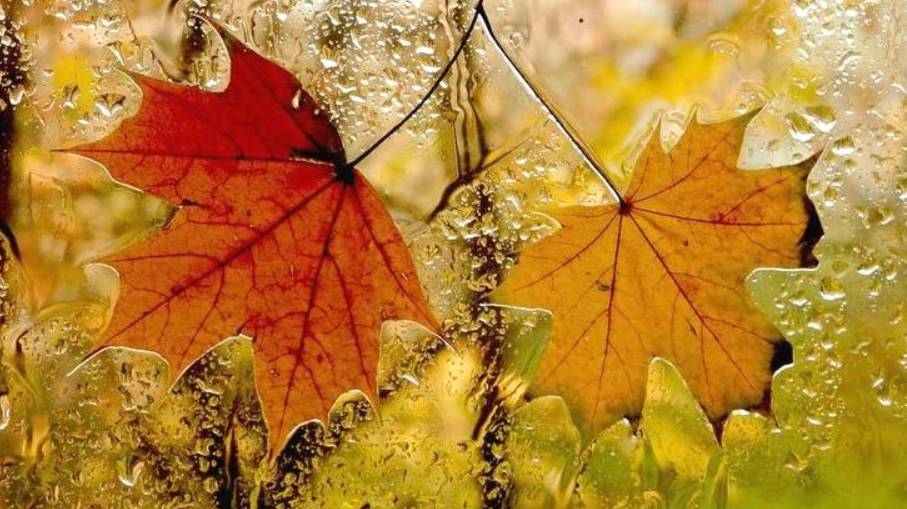 ДОЖДИК ОСЕННИЙ... ЕЛЕНА КАМБУРОВА смотреть онлайн