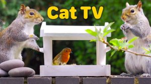 Кино для кошек. Белка и птицы.🐿️🌰🌳💨 🐿️ 🌳 🍁 🍂 🍃 🌰 🏞️