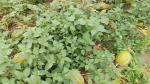 VID_20250904_140851.mp4 дыни спеют