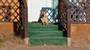 Горный Алтай! Кош-Агач суровая красота❤️❤️❤️