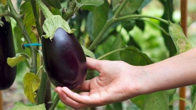 БАКЛАЖАНЫ - ПОСАДКА РАСТЕНИЙ