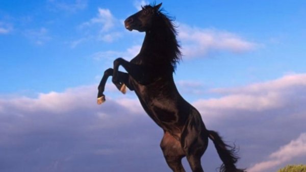 Шляй  сериал “ Дикий Буцефал“ часть2.