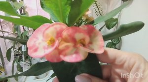 ✂️Обрезка и укоренение Молочая Миля, шаг за шагом.🔥🌿