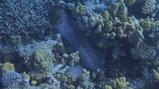 Гигантская мурена Giant moray Gymnothorax javanicus PC050103