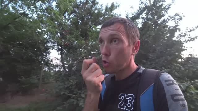 Сбор вишни и шелковицы в Темрюке и Славянске-на-Кубани