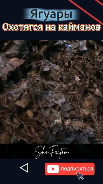 Ягуары Охотятся на кайманов