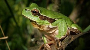 Древесная лягушка квакает. Пение древесной лягушки