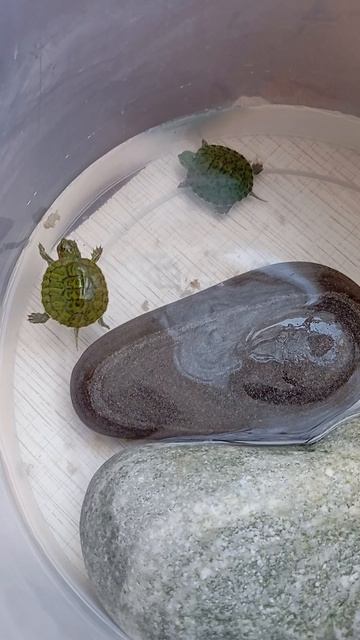 красноухие Черепашки.mp4 смотреть онлайн