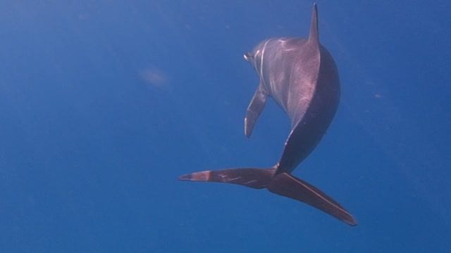 к дельфинам ! PC080012