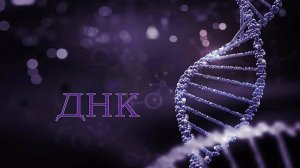 ВСЕ О ДНК