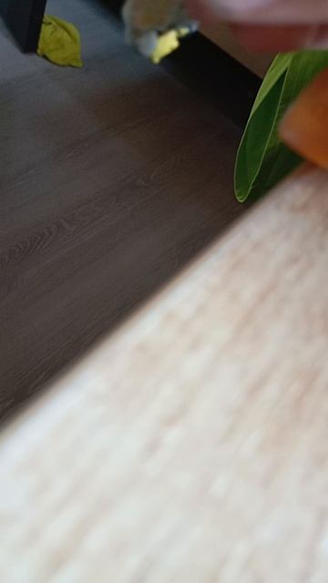 последний день Симпсона