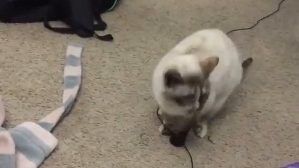Кот поймал мышь, но есть ньюанс