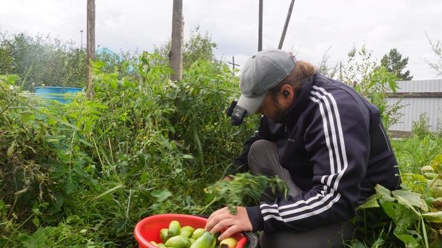 ХОЛОДНО В СИБИРИ СОБИРАЮ ПОМИДОРЫ ДЛЯ ЛЮБИМОЙ МАМЫ ПЕНСИОНЕРКИ смотреть онлайн
