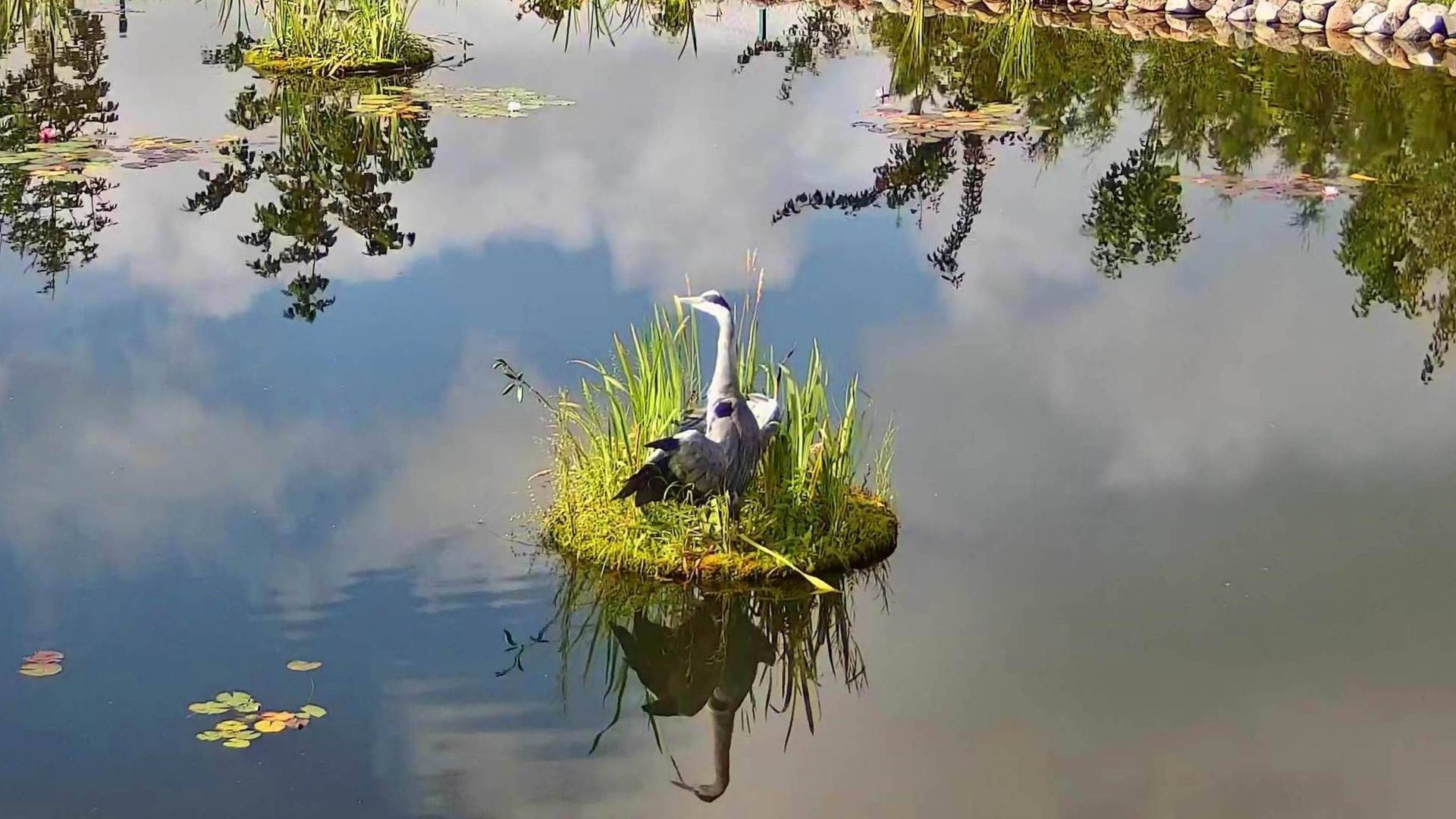 Курортница-цапля и калининградская форель-вышибала. Нереальная история!