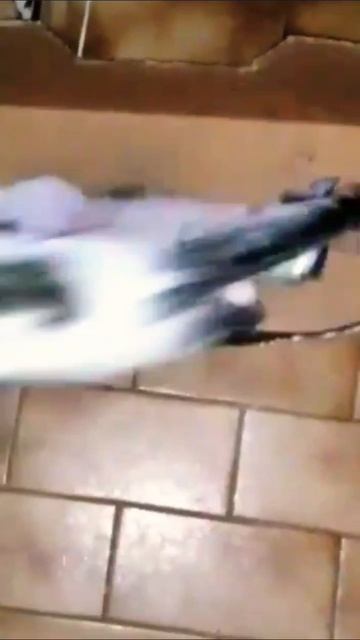 Мама научит!😻😀 Юмор с животными смотреть онлайн