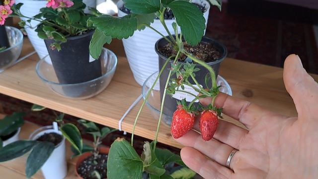 Земляничка садовая спустя месяц в 🏠! смотреть онлайн