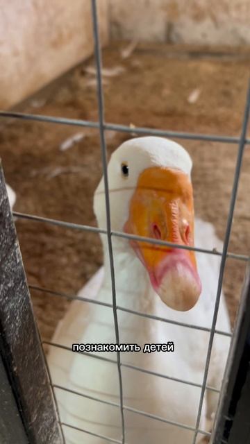 Ферма с сыроварней