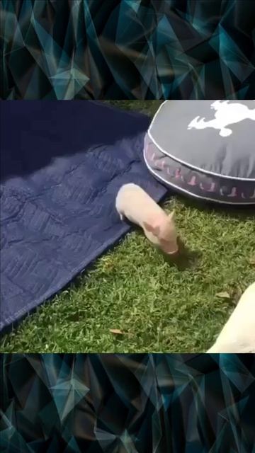 Поросенок принимает солнечные ванны смотреть онлайн