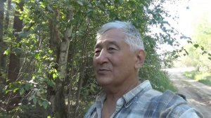 За кедровыми шишками, Сбор и обработка шишек, Якутия,