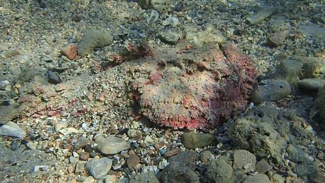 рыба-камень Бородавчатка stonefish Synanceia verrucosa PC060060