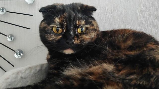 Любимые спальные местечки 🐱👍 смотреть онлайн