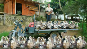 Продажа молодых уток на сельском рынке. Жизнь во Вьетнаме