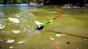 НАЧАЛО АВГУСТА УДИВИЛО! Сменил поплавок на ПИКЕР и ВЫШЕЛ КРУПНЯК! Рыбалка 2025