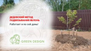 Дедовский метод подвязывания яблонь
