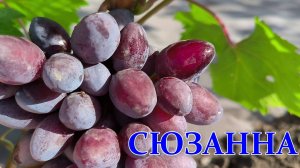 Сюзанна Виноград который рекомендую