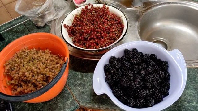 Сбор урожая ягод 2025 год. После подкормки "Агро-Н"