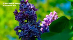 Благодарность. Ощущение Благодарности. Скрытые Аффирмации. Саблиминал