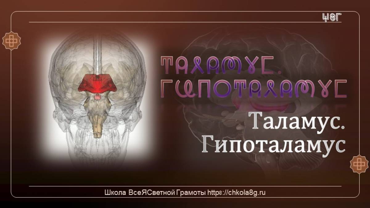 Таламус. Гипоталамус. ВсеЯСветная Грамота смотреть онлайн