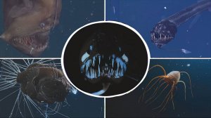 Живые загадки океана встреча с уникальными существами!