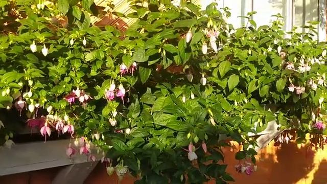 🌺🌺🌺🌺🪴🪴🪴 смотреть онлайн