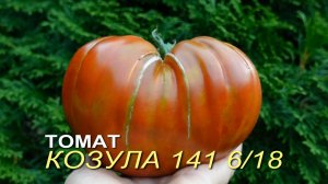 Томат КОЗУЛА 141 6/18 (Kozula 141 6/18). Обзор сортов ТОМАТОВ!