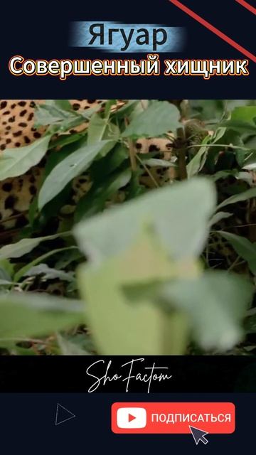 Ягуар Совершенный хищник
