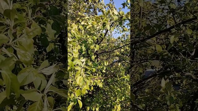 Жизнь одной яблоньки .