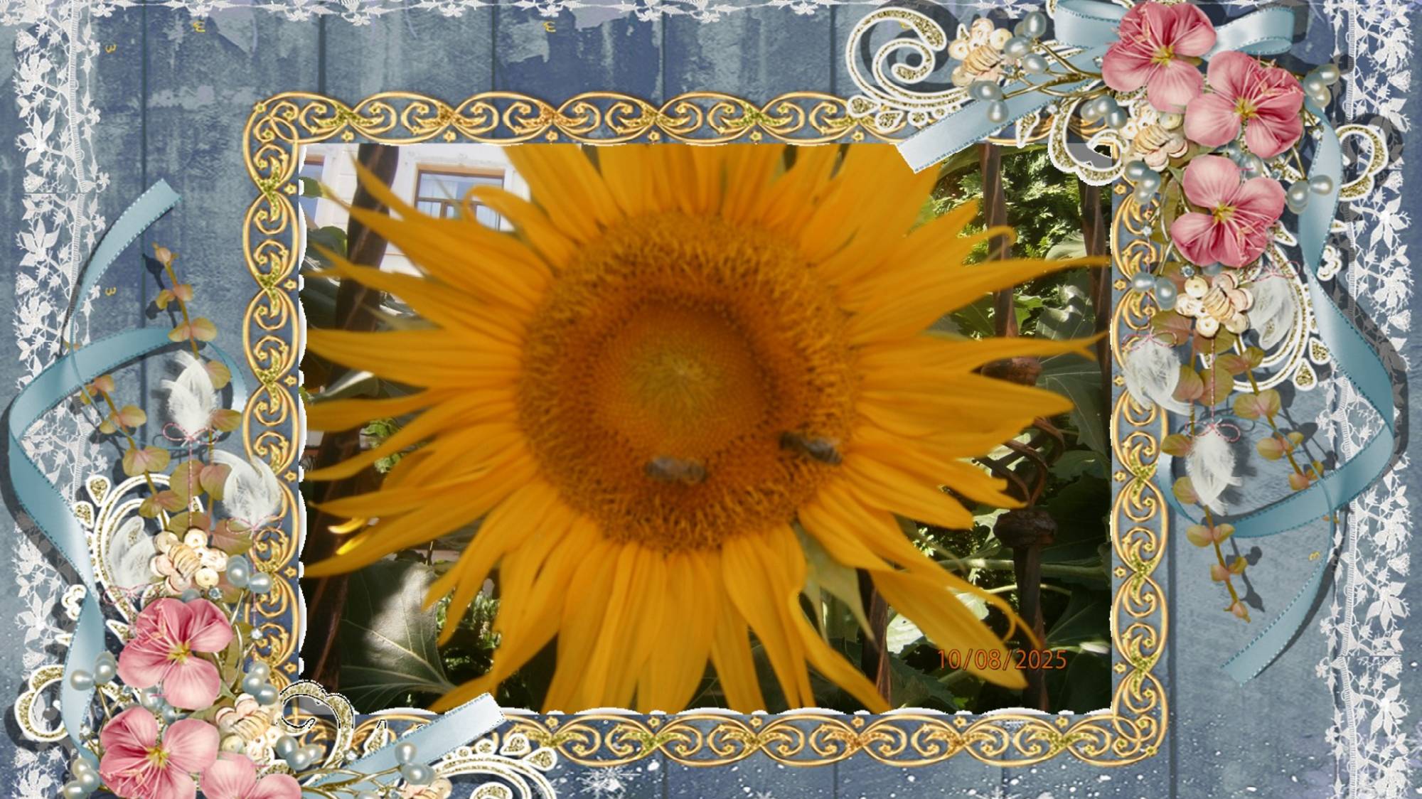 ЧЕРНІВЕЦЬКІ СОНЯШНИКИ  2025