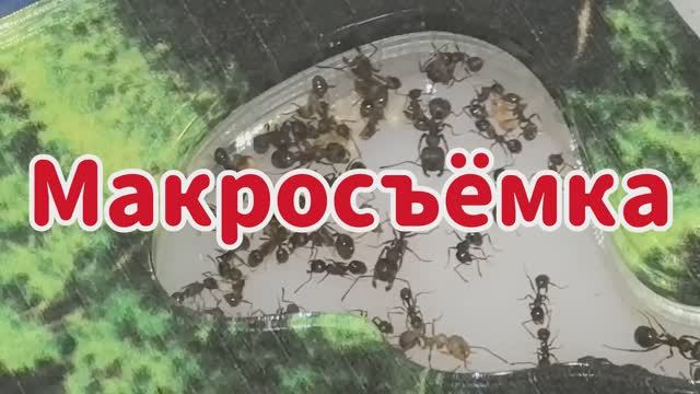 Макросъёмка Messor structor (муравьёв-жнецов). смотреть онлайн