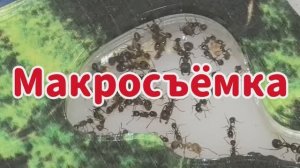 Макросъёмка Messor structor (муравьёв-жнецов).