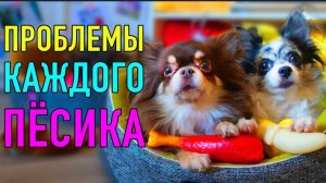 Проблемы каждого песика! #мэджик #фэмили