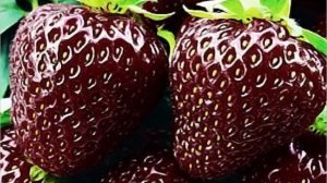 04-09-2025.Магазин для садоводов..купила клубнику Черный принц