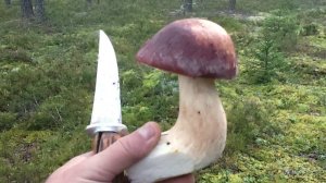 Скандинавия 3.09.25