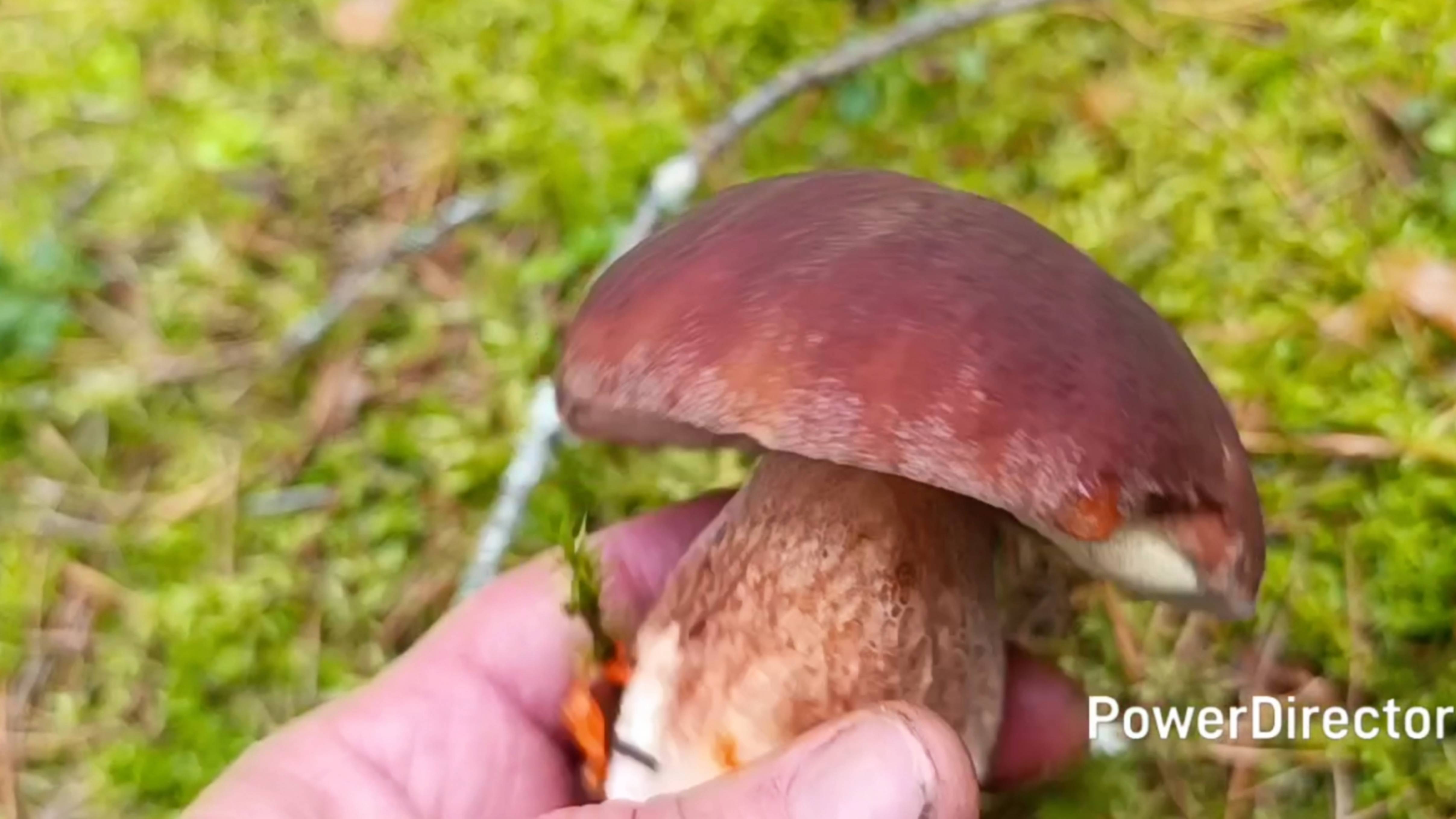 Мы живём в Раю🤗 В лес по грибы 🍄